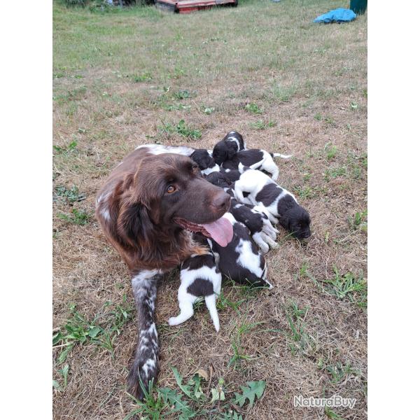 Chiots petit �pagneul de munster