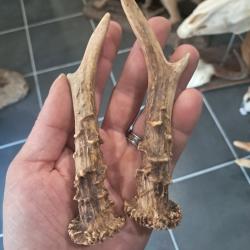 Paire de bois de chevreuil #L112R(36)