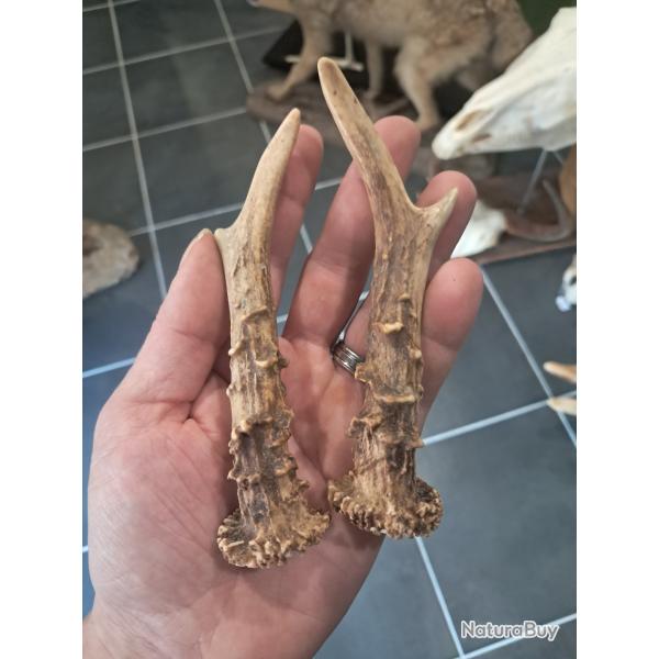 Paire de bois de chevreuil #L112R(36)