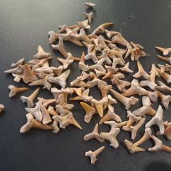Lot de 100 fossiles de dents de requins #L18R(1)