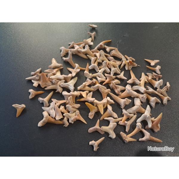 Lot de 100 fossiles de dents de requins #L18R(1)