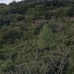Action de chasse grand gibier  saison 2026/2027. Territoire de 1200ha  action 200� ou invitation 20�