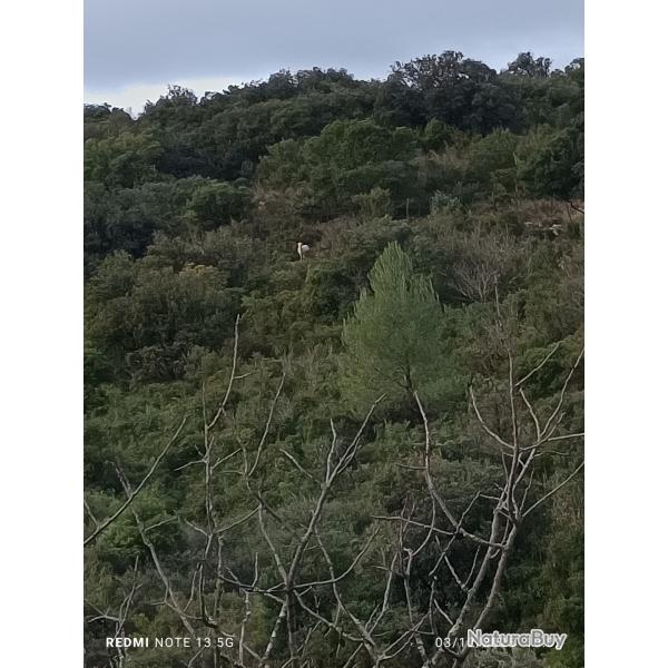 Action de chasse grand gibier  saison 2026/2027. Territoire de 1200ha  action 200� ou invitation 20�