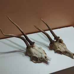 2 TROPHEE DE CHEVREUIL BROCARD BOIS 17/19CM TAXIDERMIE CHASSE