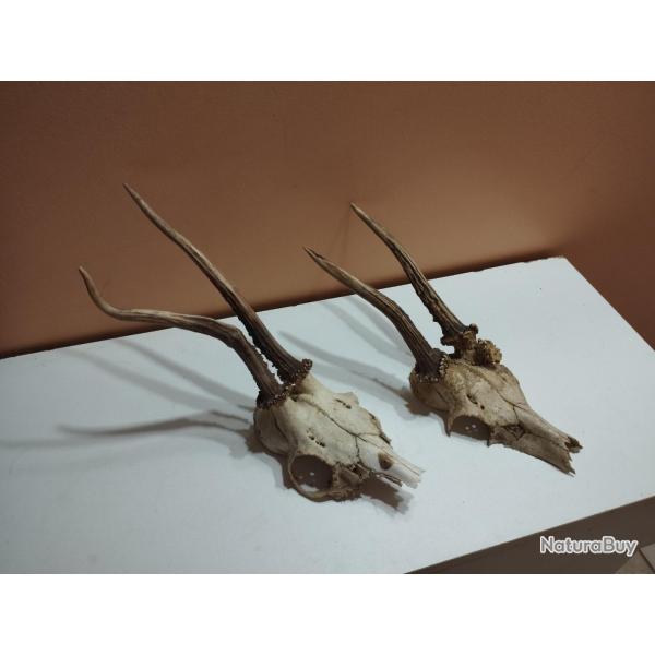 2 TROPHEE DE CHEVREUIL BROCARD BOIS 17/19CM TAXIDERMIE CHASSE