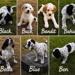 Chiots Setter Anglais