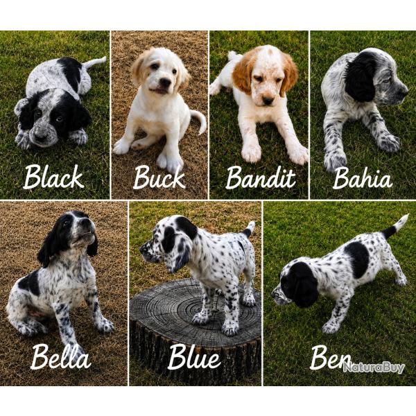 Chiots Setter Anglais