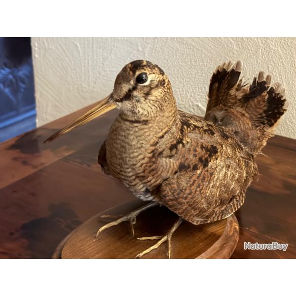 B�casse naturalis�e dans une tr�s belle attitude. Travail remarquable. Excellent �tat.