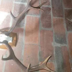 troph&eacute;e de cerf