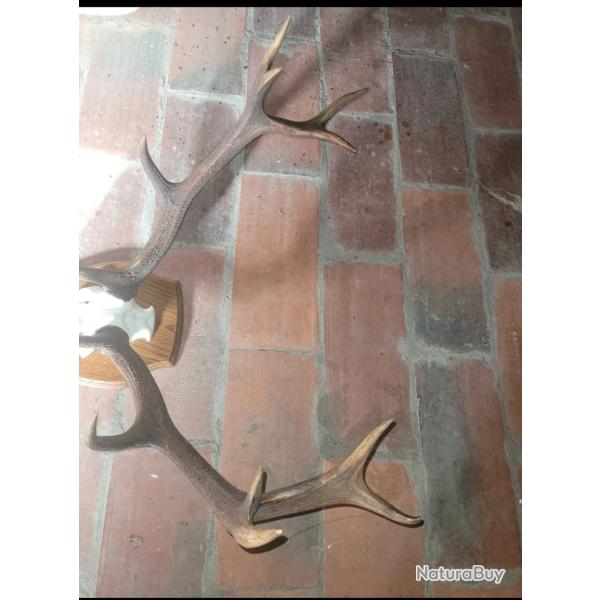 troph�e de cerf