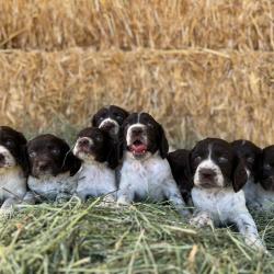 Chiots WACHTELHUND - Chien d'Oysel Allemand LOF