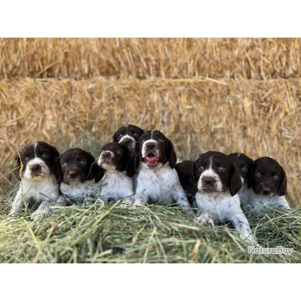 Chiots WACHTELHUND - Chien d'Oysel Allemand LOF