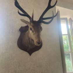 Troph&eacute;e cerf