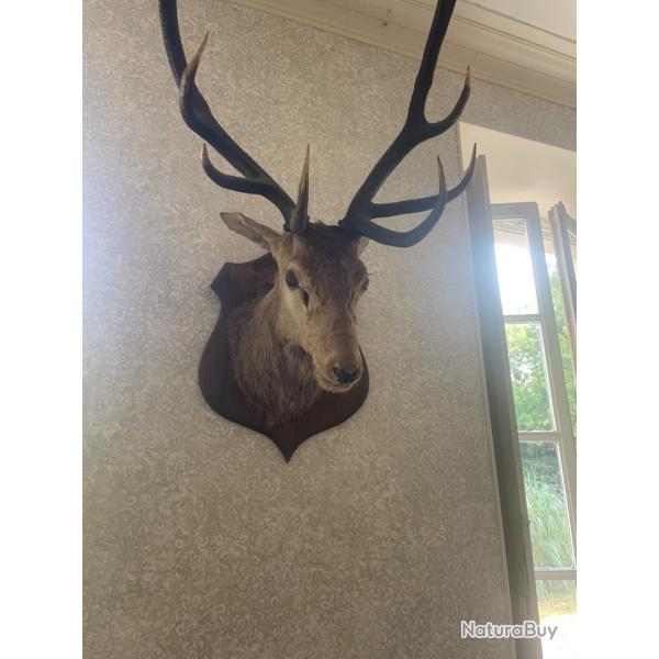 Troph�e cerf