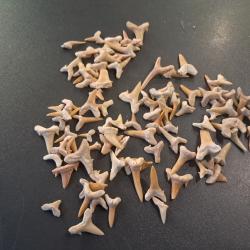 Lot de 100 fossiles de dents de requins #L18R(3)