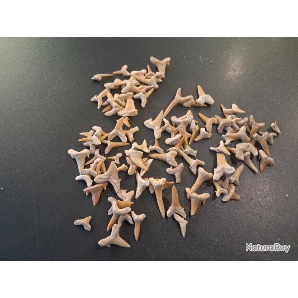 Lot de 100 fossiles de dents de requins #L18R(3)