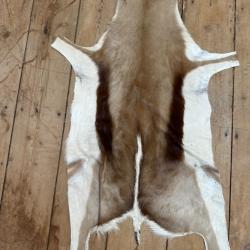 peau de springbok Afrique du sud