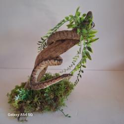 taxidermie python taxidermy snake  curiosit&eacute; odditties