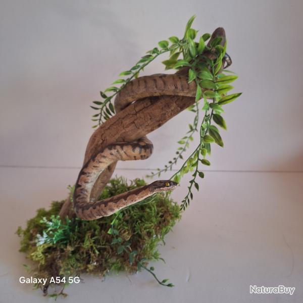 taxidermie python taxidermy snake  curiosit� odditties