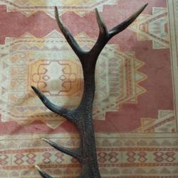 BOIS MUE DE CERF 6 CORS 65CM
