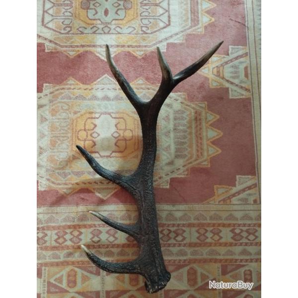 BOIS MUE DE CERF 6 CORS 65CM