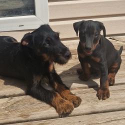 Terrier de chasse allemand (jagdterrier)