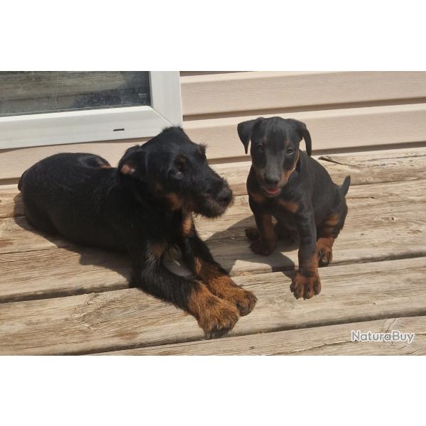 Terrier de chasse allemand (jagdterrier)