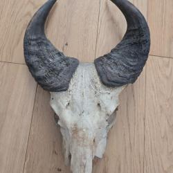 Troph&eacute;e de buffle