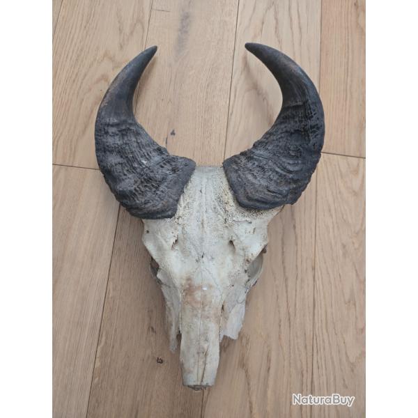 Troph�e de buffle