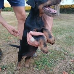 Jagd Terrier