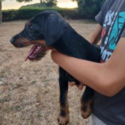 Jagd Terrier
