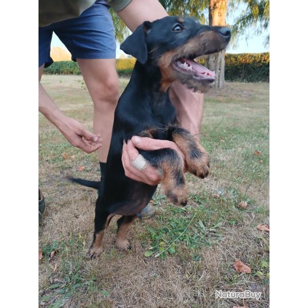 Jagd Terrier