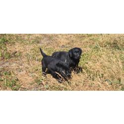 Un Chiot labrador retriever Parents origines chasse 2.5moisPu&ccedil;&eacute;, vaccin&eacute;