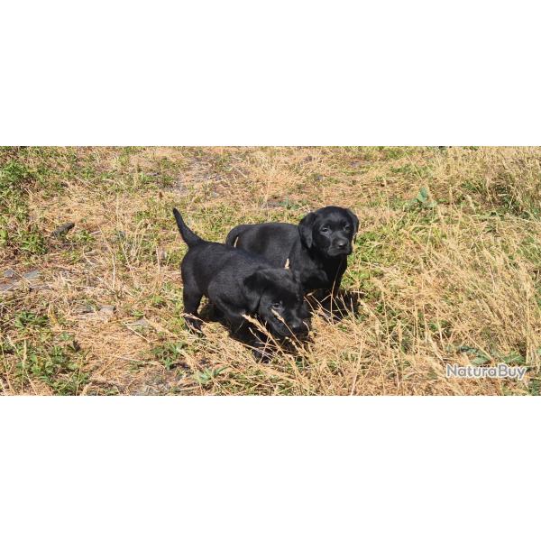 Un Chiot labrador retriever Parents origines chasse 2.5moisPu��, vaccin�