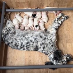 Chiots setter anglais grandes origines