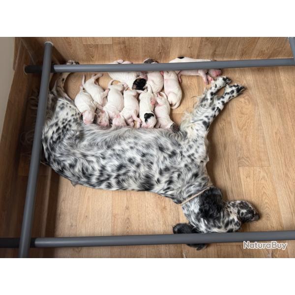Chiots setter anglais grandes origines