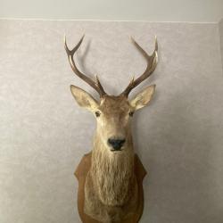 trophe tete de cerf
