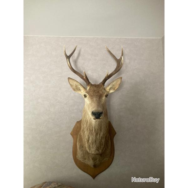 trophe tete de cerf