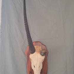 Troph&eacute;e d' Oryx t&ecirc;te bizarde ; Gemsbok trophy