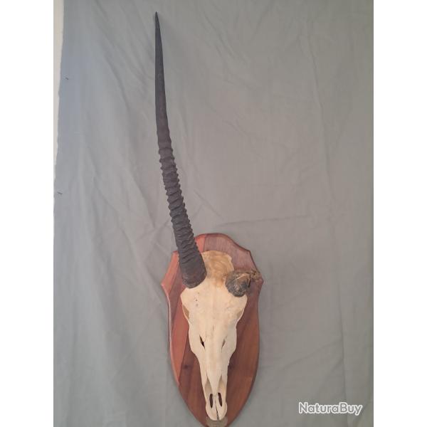 Troph�e d' Oryx t�te bizarde ; Gemsbok trophy