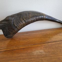 ANCIENNE  PIBOLE  DE CHASSE EN CORNE DE " BUFFLE ".