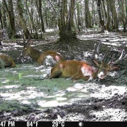 Chasse Aff&ucirc;t et Approche au cervid&eacute;s