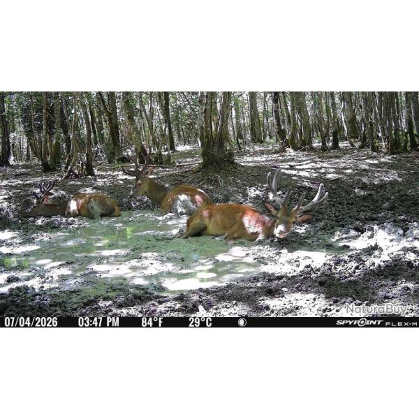 Chasse Aff�t et Approche au cervid�s
