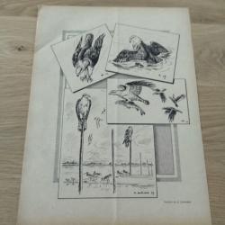 Affiche ancienne rapaces