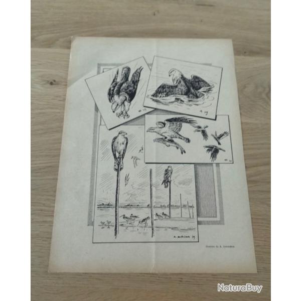 Affiche ancienne rapaces
