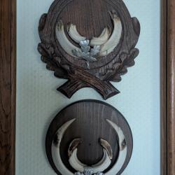 d&eacute;fenses de sanglier mont&eacute;es sur &eacute;cusson (lot de 2)