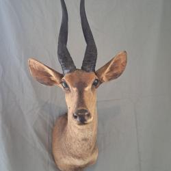 Taxidermie de Guib harnach&eacute;; Bushbuck ; Tragelaphus scriptus #LM26