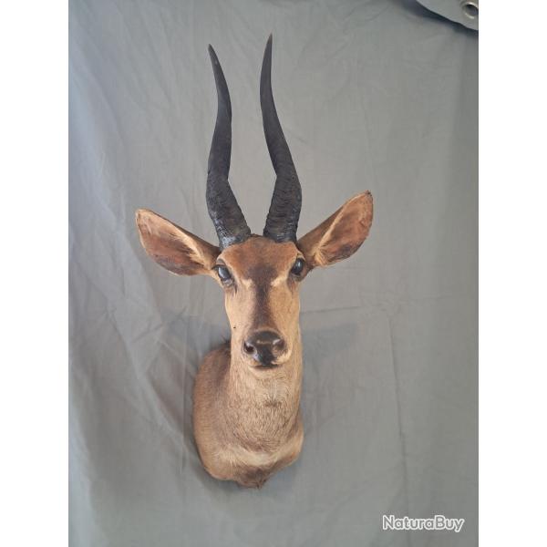 Taxidermie de Guib harnach�; Bushbuck ; Tragelaphus scriptus #LM26