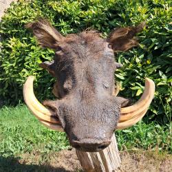 Taxidermie de phacoch&egrave;re ; Phacochoerus africanus #LM26