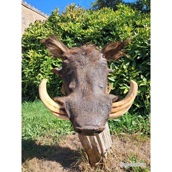 Taxidermie de phacoch�re ; Phacochoerus africanus #LM26
